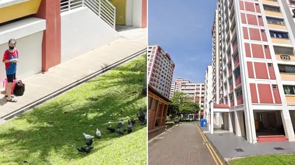 Woman Accused of Illegally Feeding Birds and Cats in Choa Chu Kang