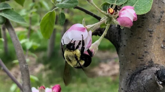 Bumblebees Survive Underwater for Days During Hibernation, Study Finds