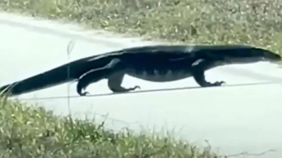 Invasive 5-Foot Asian Water Monitor Lizard Spotted in North Port, Florida