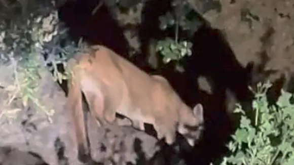 New Mountain Lion Spotted Near Griffith Park, Stirring Excitement and Curiosity
