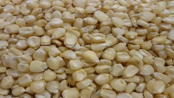 Zimbabwe Turns to Brazil for Corn Imports Amid Severe Drought