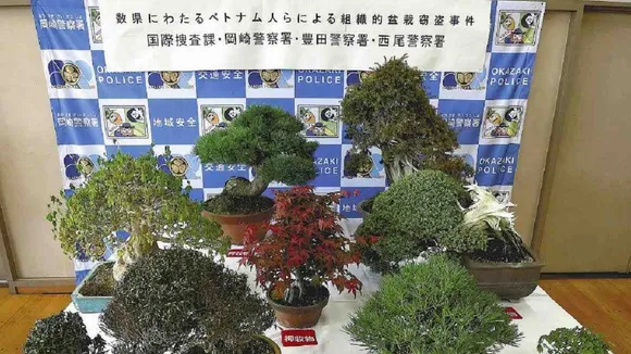Two Vietnamese Men Arrested in Japan for Stealing Bonsai Pots Worth ¥5.3 Million
