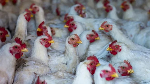 U.S. Bird Flu Outbreak Spreads to Dairy Cows, Raising Egg Safety Concerns