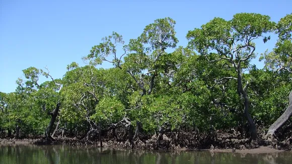 Mangroves: Essential Ecosystems Offering Coastal Protection and Climate Regulation
