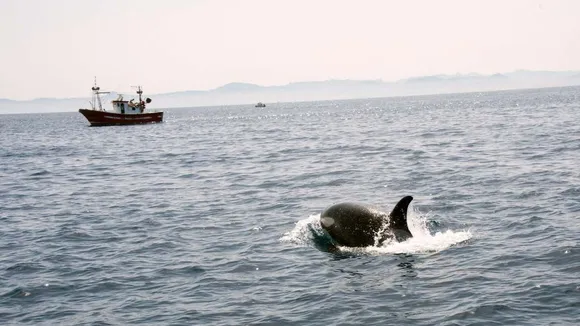 Orca Attacks on Boats Surge in Strait of Gibraltar, Prompting Warnings
