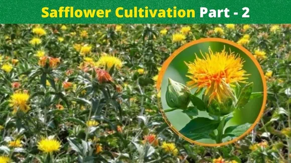 Safflower Cultivation Guidelines for Maximizing Yield in India