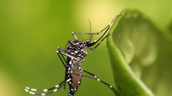 St Elizabeth Sees Lowest Aedes Index, Dengue Cases Decline