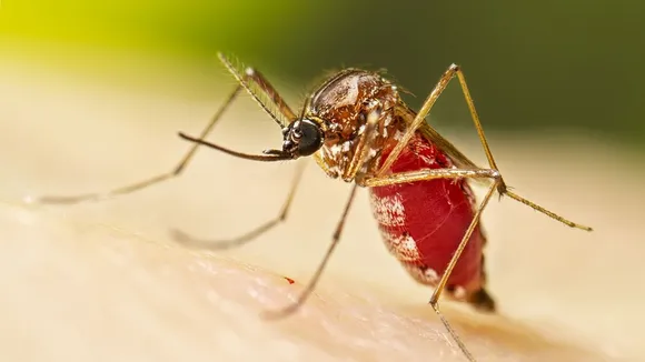 Honduras Declares National Health Emergency Amid Dengue Fever Surge
