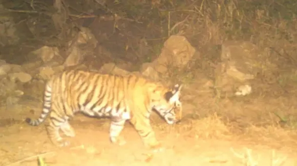 Sariska Tiger Reserve Sees Population Surge with Birth of Six New Cubs