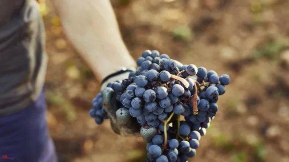 Catalan Artisanal Wine Producers Fight for Right to Use Geographical Names