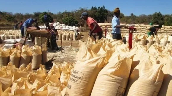 Zambian Farmers Deliver Over 6,000 Metric Tons of Maize Under Early Maize Programme