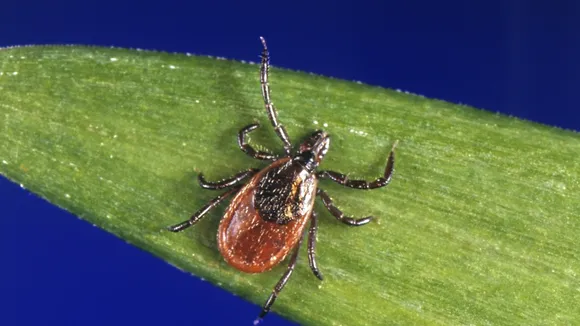 Tick Populations Surge in Maine, Prompting Calls for Pest Control