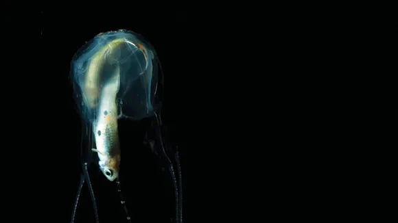 Australian Scientists Brave Stings to Unravel Deadly Irukandji Jellyfish Secrets