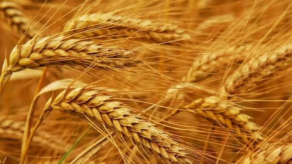Wheat Futures Surge to 9-Month High on Russia Frost, Brazil Flooding