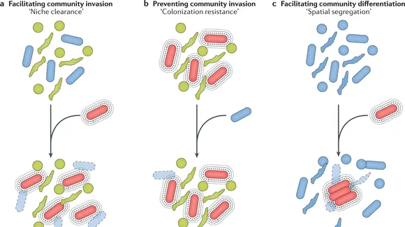 Brno Scientists Explore Bacteriocins as Potential Antibiotic Alternatives