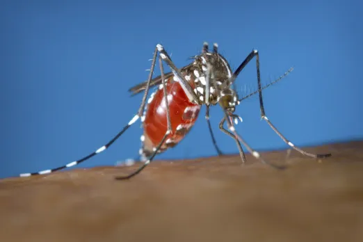 U.S. Health Officials Urge Vigilance Amid Record-Breaking Global Surge in Dengue Cases