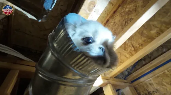 12-Week-Old Puppy Rescued from Colorado Home's Ductwork After 4-Story Fall Through Vent