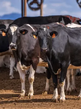 Country Delight, Stellapps, Happy Milk, Klimom, The Milk India Company, Milk Mantra, Whyte Farms, Puresh Daily, Matratva Dairy, & Milkbasket are some of the leading dairy startups in India.