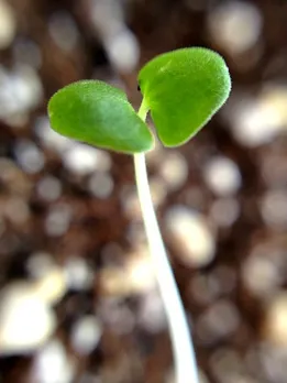 First seed of ‪Digital India‬ sown by NIC