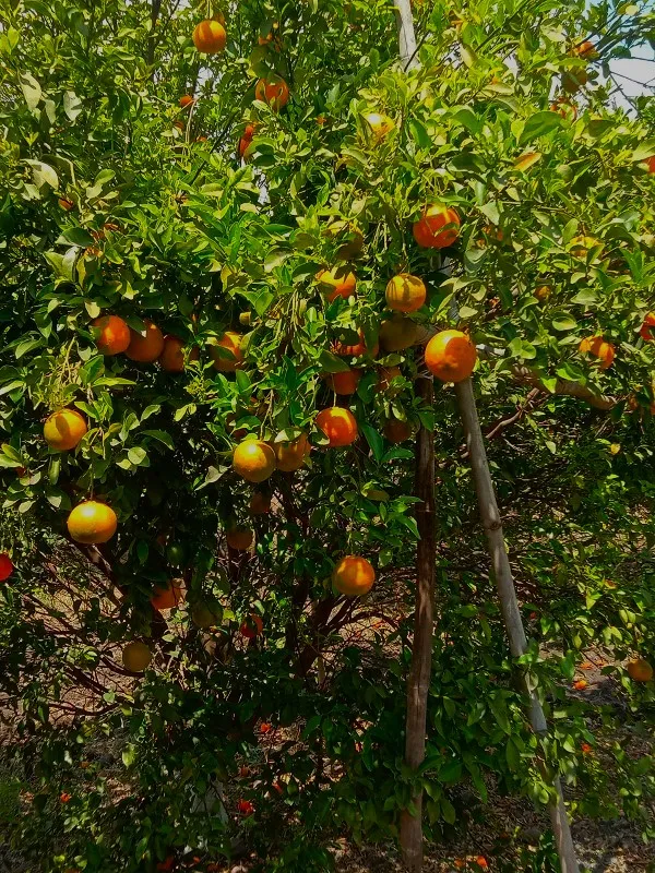 nmch orange 6
