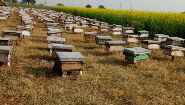 HONEY BEE BOXES PIC