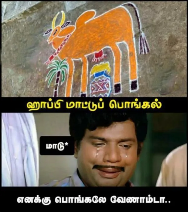 Cow Pongal1