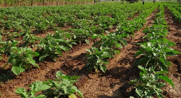 brinjal organic farming 