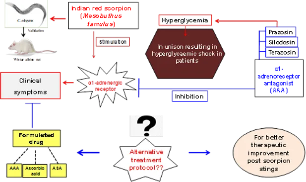 Novel Therapeutic Formulation Enhances Indian Red Scorpion Sting Treatment