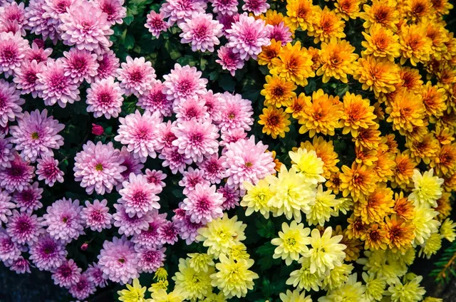 Chrysanthemums winter flowers