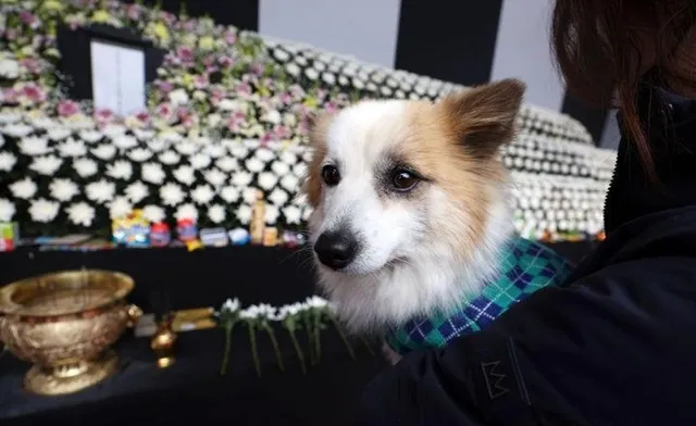 Dog Who Lost 9 Family Members In Jeju Plane Crash Visits Memorial