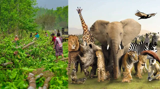 Wild life: ప్రకృతి విపత్తును ముందే పసిగట్టిన వన్యప్రాణులు.. అడవి ఖాళీ!