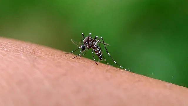 Dengue: డెంగీ రోగులకు గుండె జబ్బులు వచ్చే ప్రమాదం ఎక్కువగా ఉందా?