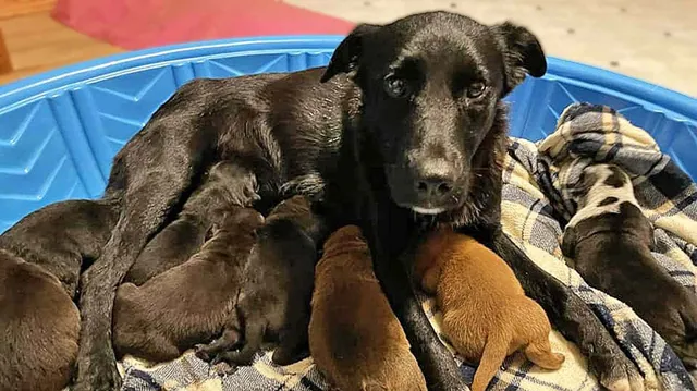 Honey and puppies discount