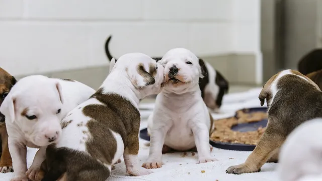Healthy puppies 2024