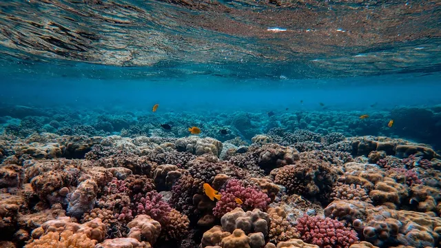 The Impact of Light Pollution on Coral Reefs