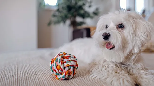 Maltese and sale dachshund mix