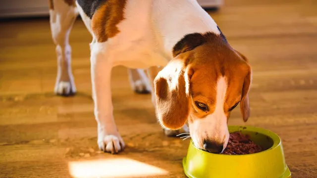Dog food with high levels of vitamin d sales