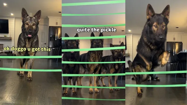 Age is Just a Number Viral Video Showcases German Shepherds