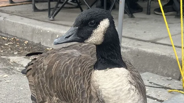 Reginald Striker The Canada Goose Who Stood With Striking Sugar