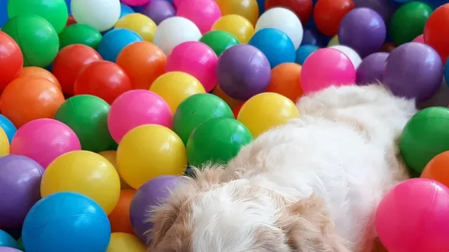 Sampson the Labradoodle Captivates the Internet with Ball Pit Antics