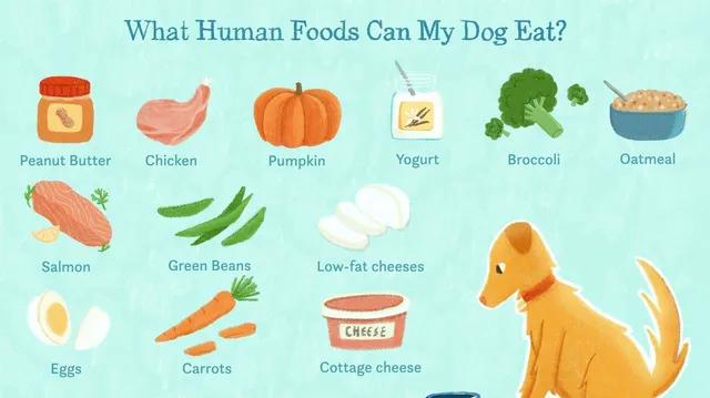 Canine Care What Human Foods Are Safe for Your Furry Friend