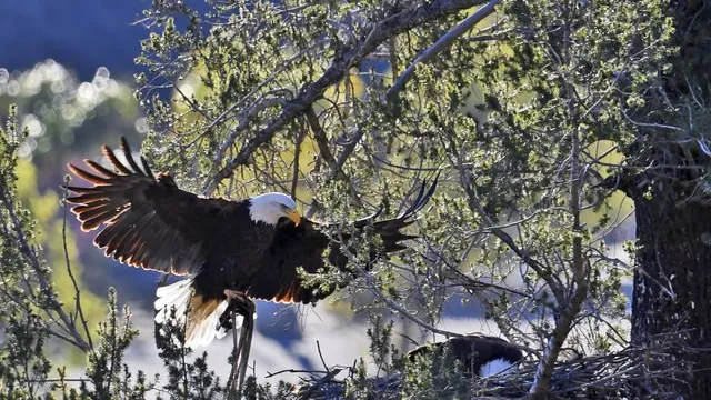Bald eagle sale football live stream