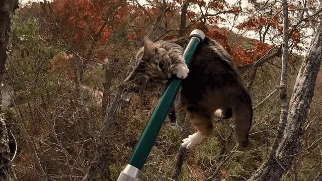 Community and Emergency Services Rally to Rescue Cat Stuck in Tree