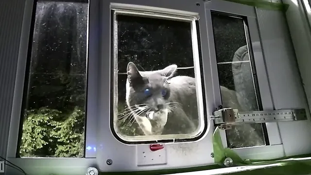 Motion sensor hotsell cat door