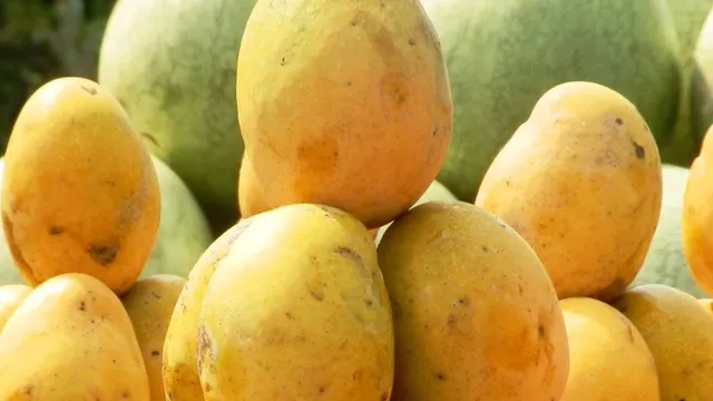 El Ni o Bites into Global Mango Supply An In Depth Analysis