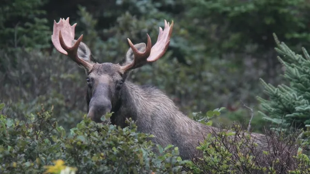 Unlocking the Mystery: How Heavy are Moose Antlers?