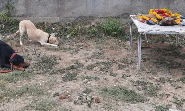 Final salute to Vadodara police sniffer dog 'Meena' the German Shepherd