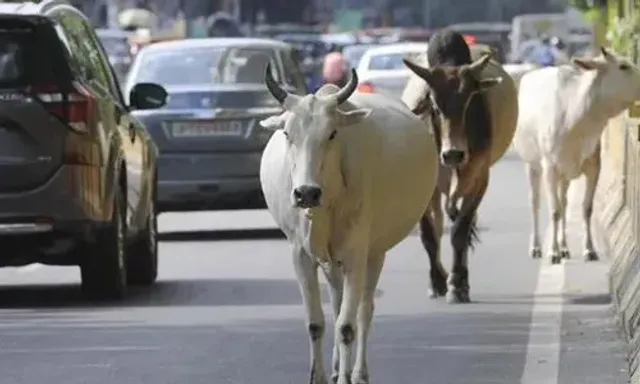 Gujarat assembly passes bill against stray cattle in cities