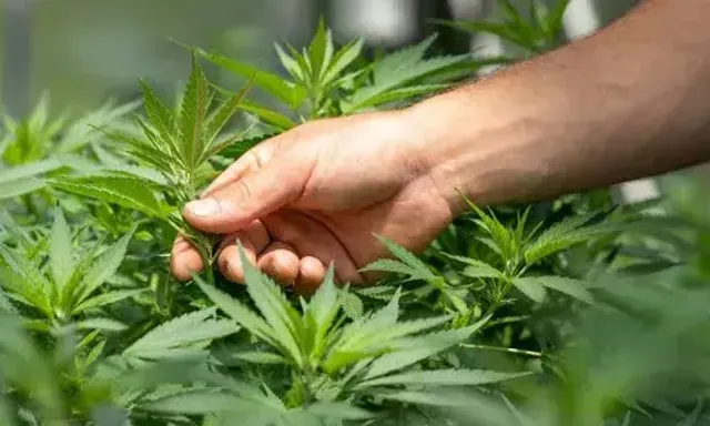 Possession of cannabis legalised in Germany