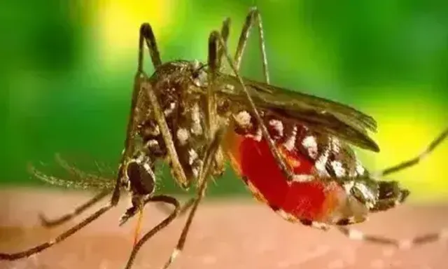 Chikungunya cases in Vadodara highest in last 10 years